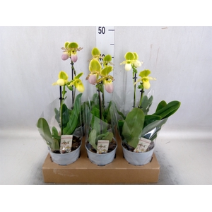 Paphiopedilum multiflower   ...mix