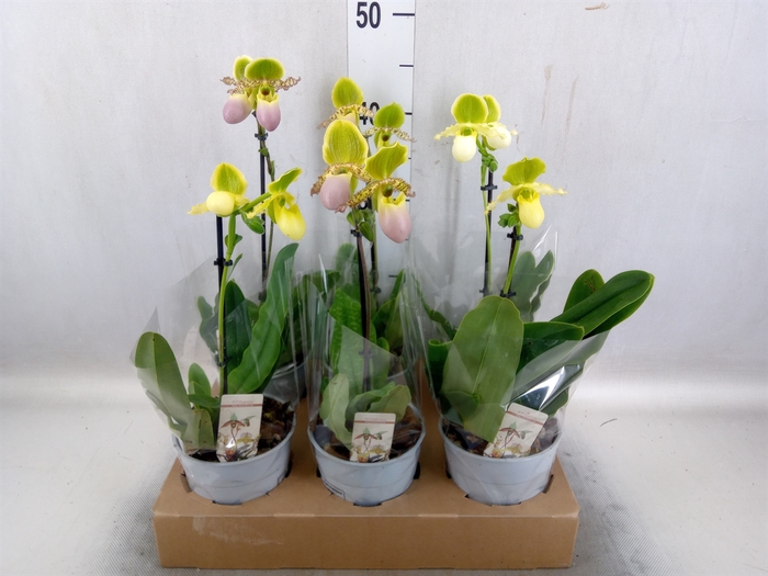 Paphiopedilum multiflower   ...mix