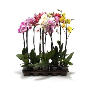 Phal Mix 1T9+ Lang