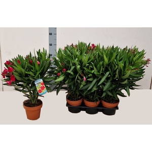 NERI OLEANDER