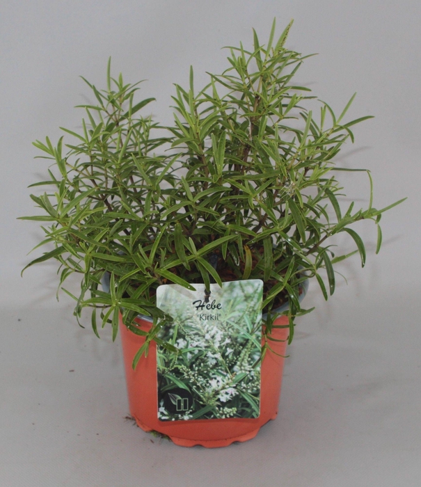 <h4>Hebe Kirkii C2</h4>