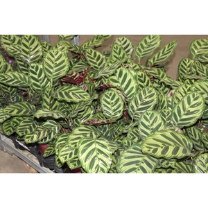 CALATHEA MAKOYAMA P17