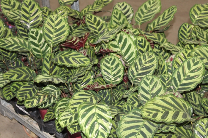 <h4>CALATHEA MAKOYAMA P17</h4>