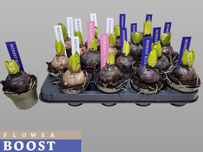 <h4>HYACIN PEAR GEM 4 KL</h4>