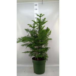 Araucaria heterophylla