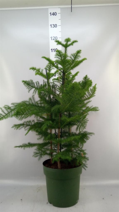 <h4>Araucaria heterophylla</h4>