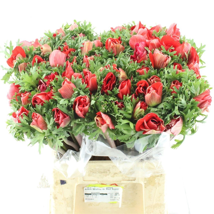 <h4>Anem Mistral Sr Red Super Xl</h4>