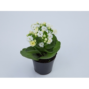 KALANCHOE DOBRADO MINI P09 BRANCO