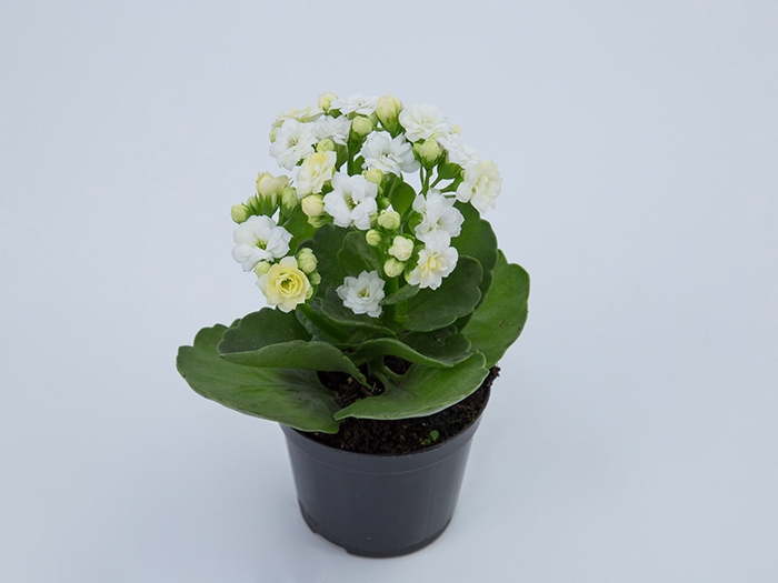 <h4>KALANCHOE DOBRADO MINI P09 BRANCO</h4>