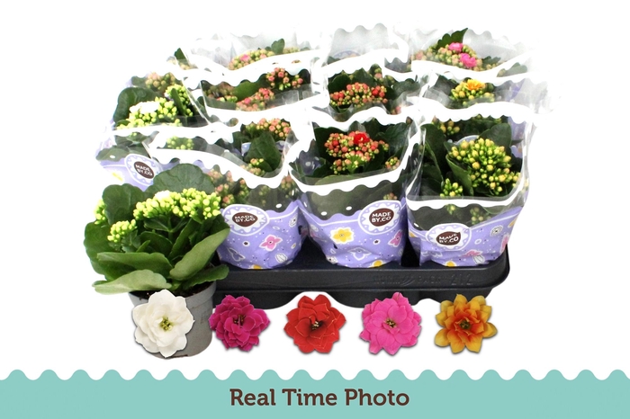 <h4>KAL GE GEM 5 KL</h4>