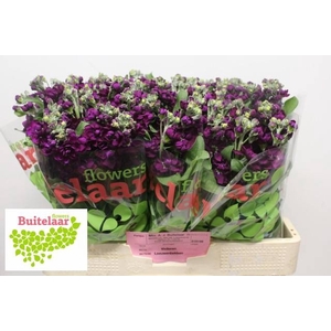 MATTH ANYT PURPLE