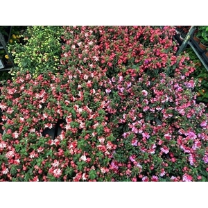FUCHSIA B F GEM