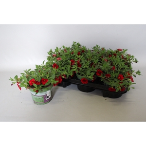 Calibrachoa Red