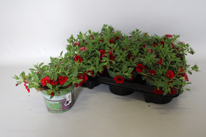 <h4>Calibrachoa Red</h4>