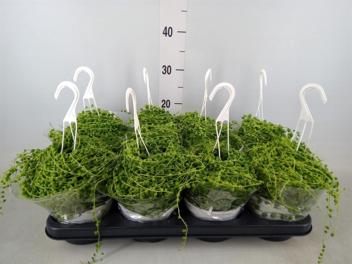 <h4>Senecio rowleyanus</h4>