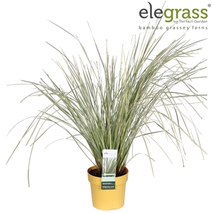 Lomandra longifolia White S