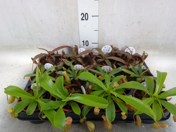 <h4>Nepenthes    ...</h4>