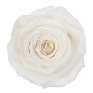 PRESERVED ROSA LL WHI 01