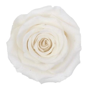 Z PRESERVED ROSA MINI WARMI WHI 01