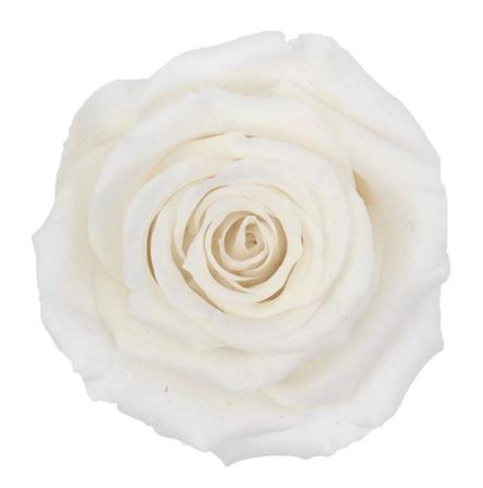<h4>PRESERVED ROSA LL WHI 01</h4>