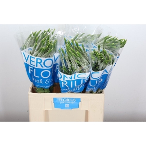 Veronica  'Caya'