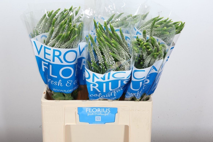 Veronica  'Caya'