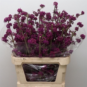 Callicarpa