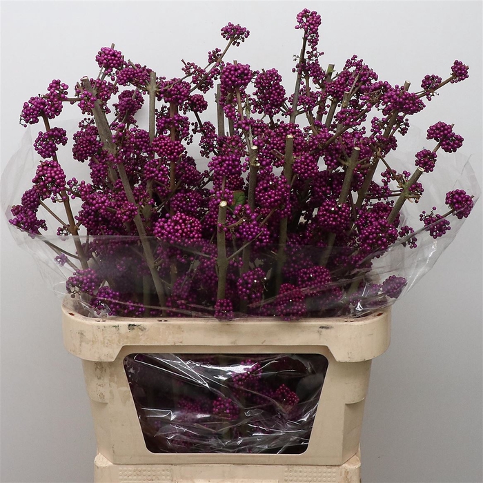 <h4>Callicarpa</h4>
