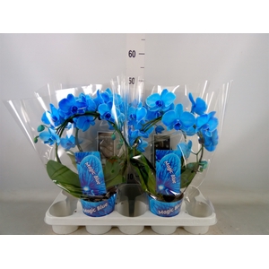 Phalaenopsis   ...