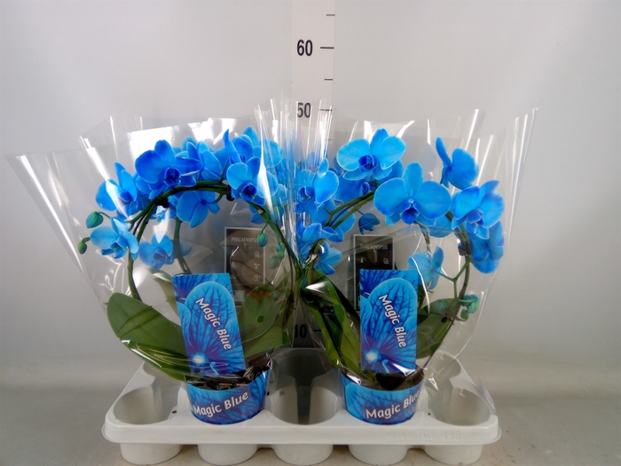 <h4>Phalaenopsis   ...</h4>
