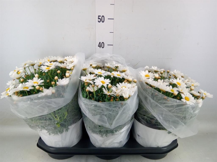 <h4>Argyranthemum   ...</h4>