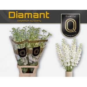 DELPH DU DIAMANT 100CM X30