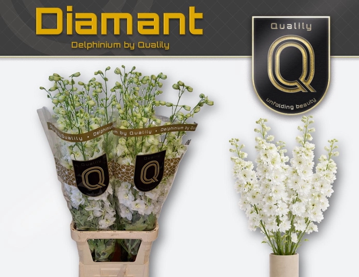 <h4>DELPH DU DIAMANT 100CM X30</h4>