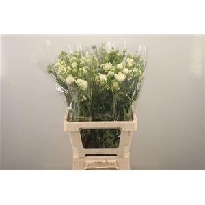 Ran N Moderna Galaxy