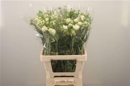 <h4>Ran N Moderna Galaxy</h4>