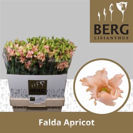 <h4>Eus E Falda Apricot</h4>