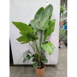 Strelitzia nicolai