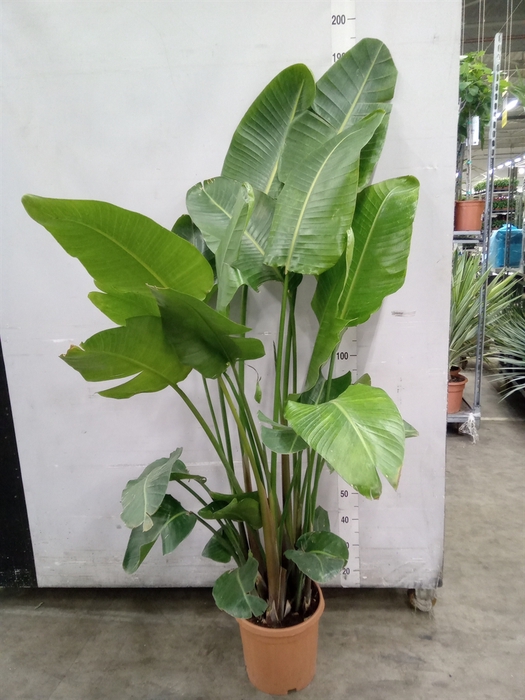 <h4>Strelitzia nicolai</h4>