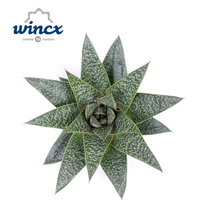<h4>Aloe Flow Cutflower</h4>
