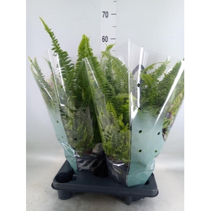 Nephrolepis exal. 'Green Lady'