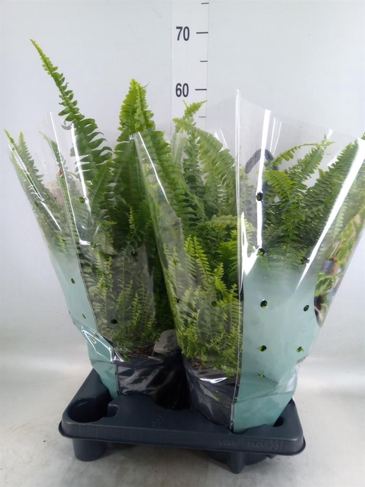 <h4>Nephrolepis exal. 'Green Lady'</h4>