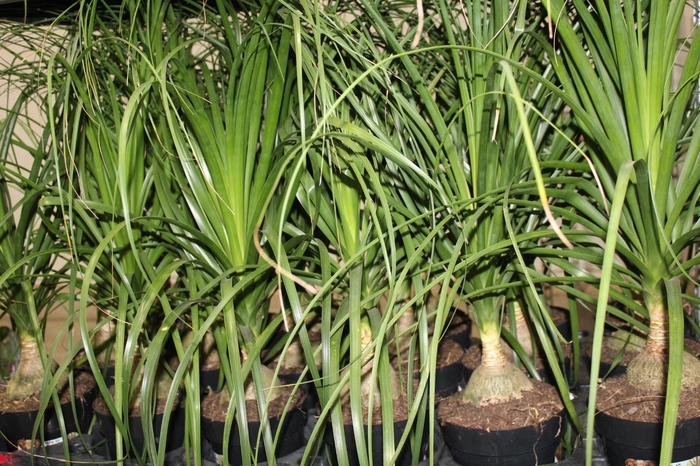 <h4>BEAUCARNEA P17</h4>