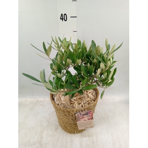 Arr.   Tuinplanten H%