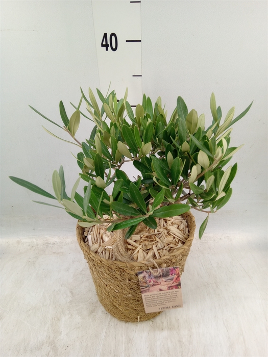 <h4>Arr.   Tuinplanten H%</h4>