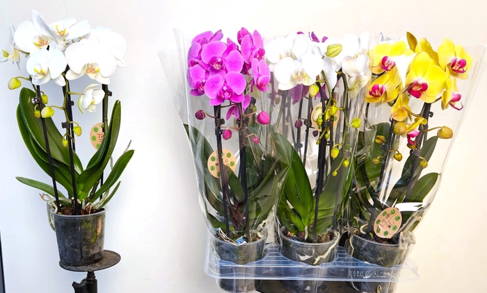 <h4>PHAL EL CASCADE</h4>