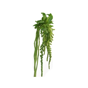AMARANTHUS DOBRADO 060 CM VERDE