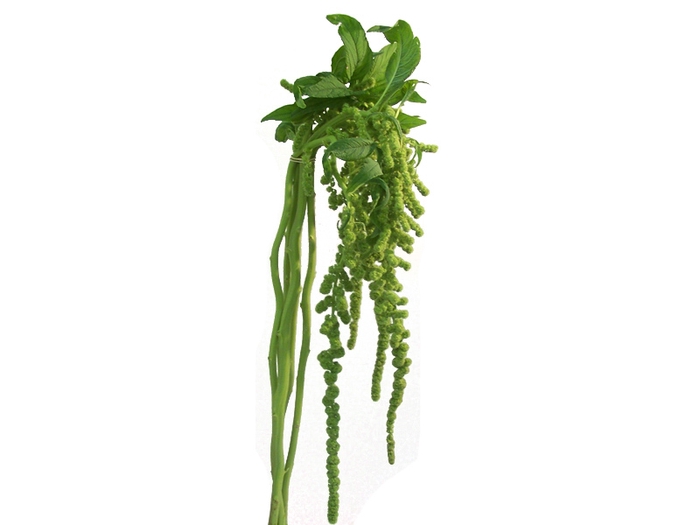 AMARANTHUS DOBRADO 060 CM VERDE