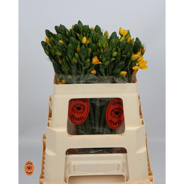 <h4>ORNIT DB YELLOW ASA</h4>