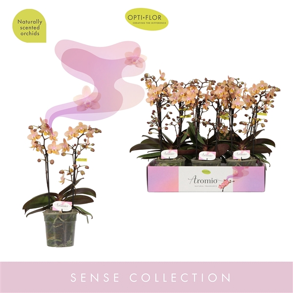 <h4>Aromio Fresh 2 spike</h4>