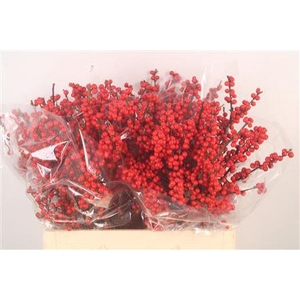 Ilex Verticilata Red